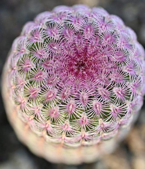 Echinocereus Rubrispinus - Imagen 2