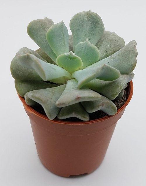 Echeveria Cubic Frost