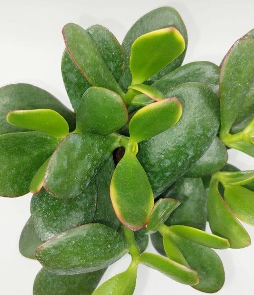 Crassula Ovata "Sunset" - Imagen 2