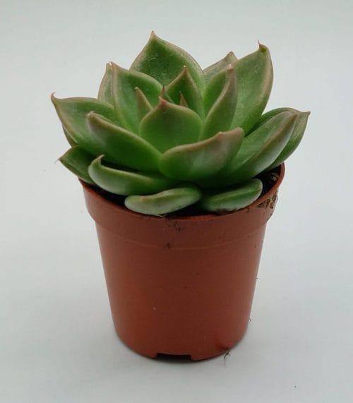 Echeveria México