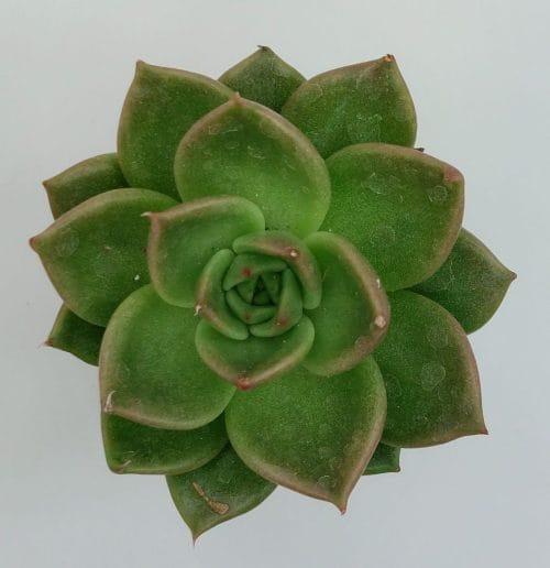 Echeveria México - Imagen 2