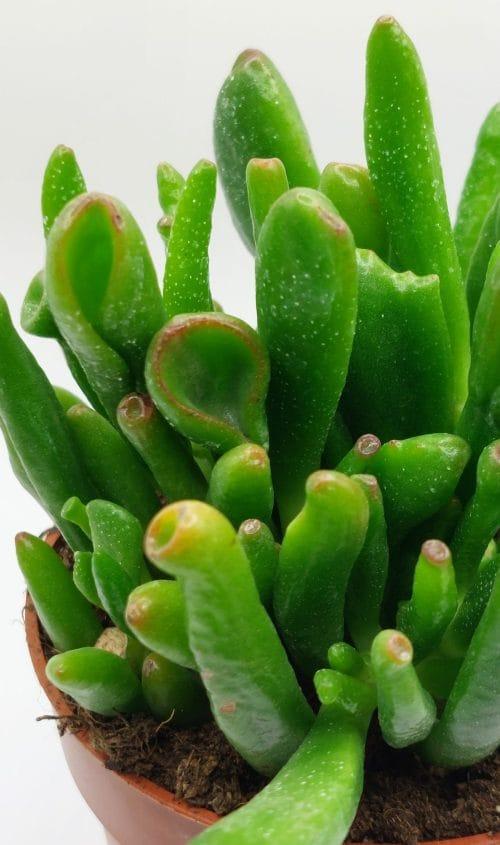 Crassula Ovata Hobbit - Imagen 2