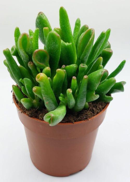 Crassula Ovata Hobbit