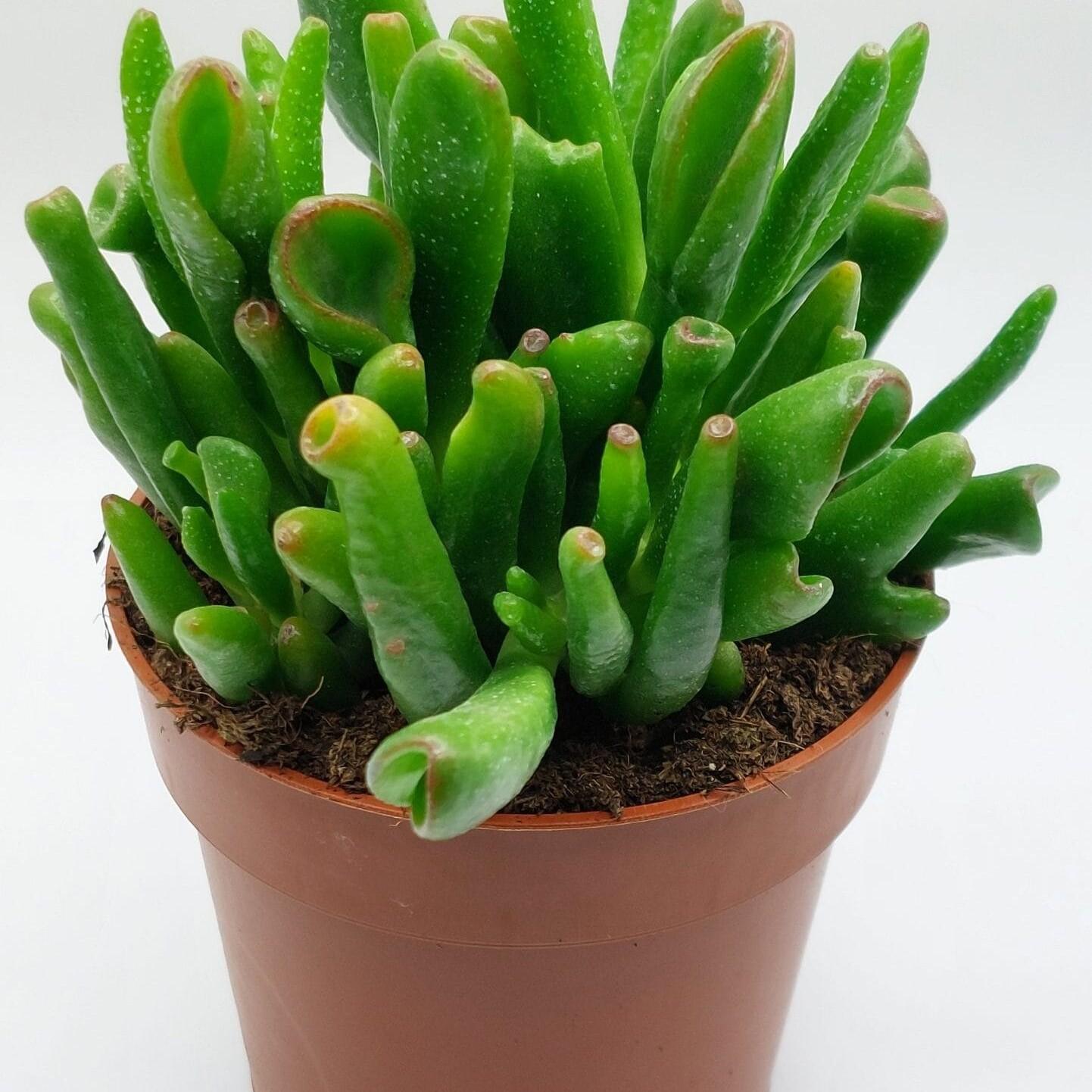 Crassula Ovata Hobbit