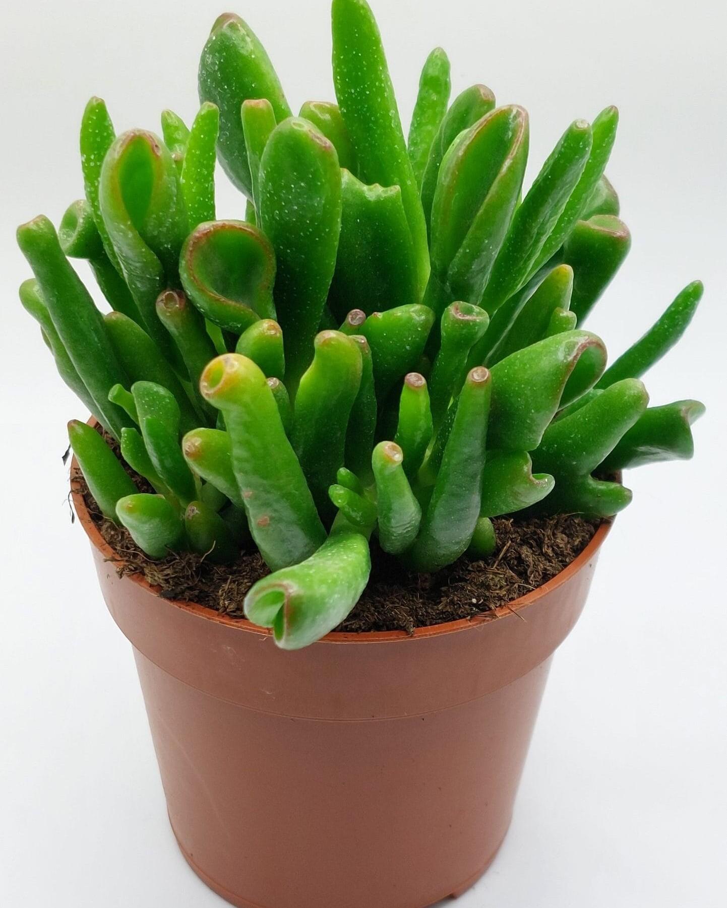 Crassula Ovata Hobbit