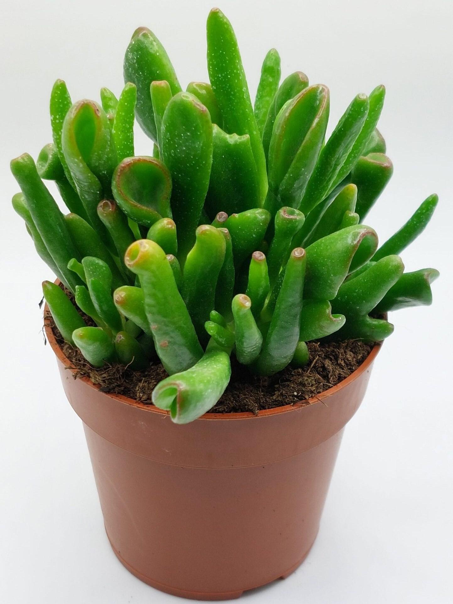 Crassula Ovata Hobbit