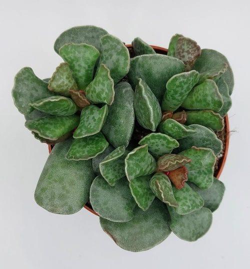 Adromischus cooperii - Imagen 2