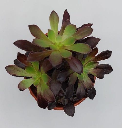 Aeonium Schwartzkopf - Imagen 2