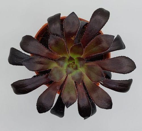 Aeonium Arboreum Atropurpureum - Imagen 2