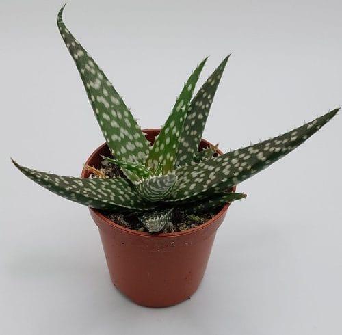 Aloe Jaco