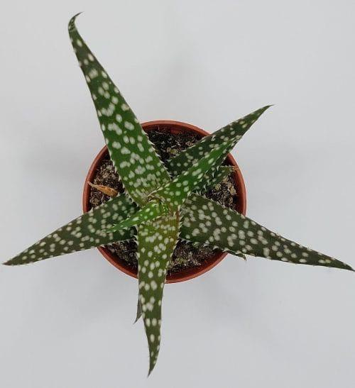 Aloe Jaco - Imagen 2