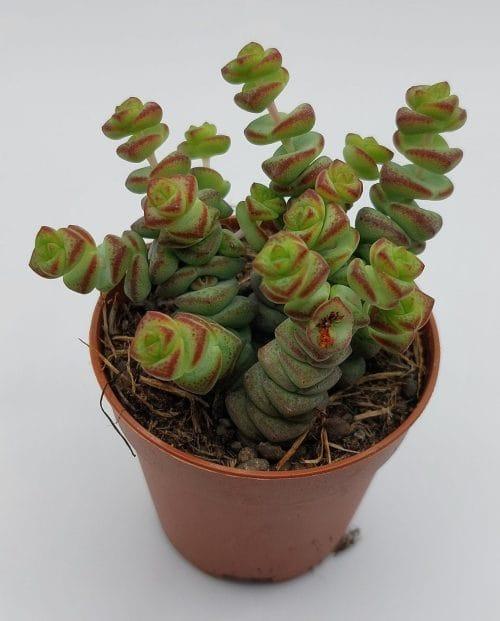 Crassula marnieriana