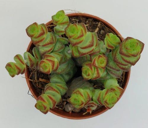 Crassula marnieriana - Imagen 2