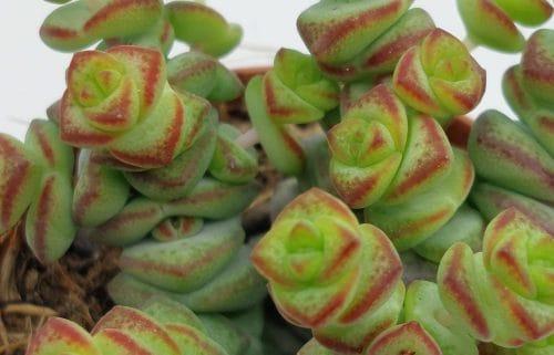 Crassula marnieriana - Imagen 3