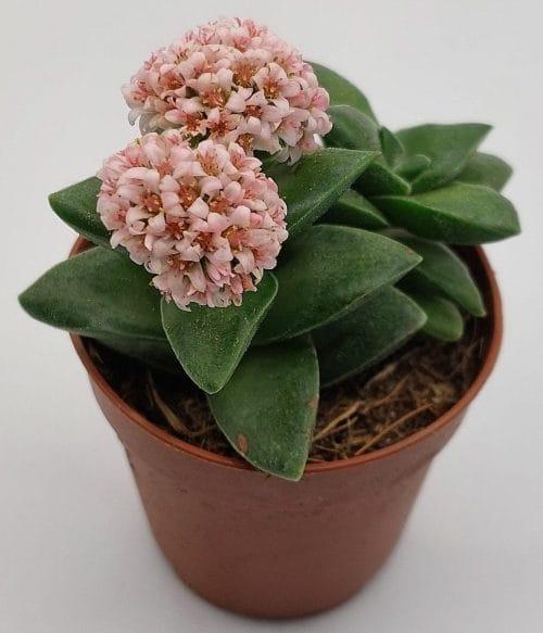 Crassula Springtime