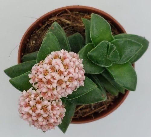 Crassula Springtime - Imagen 2