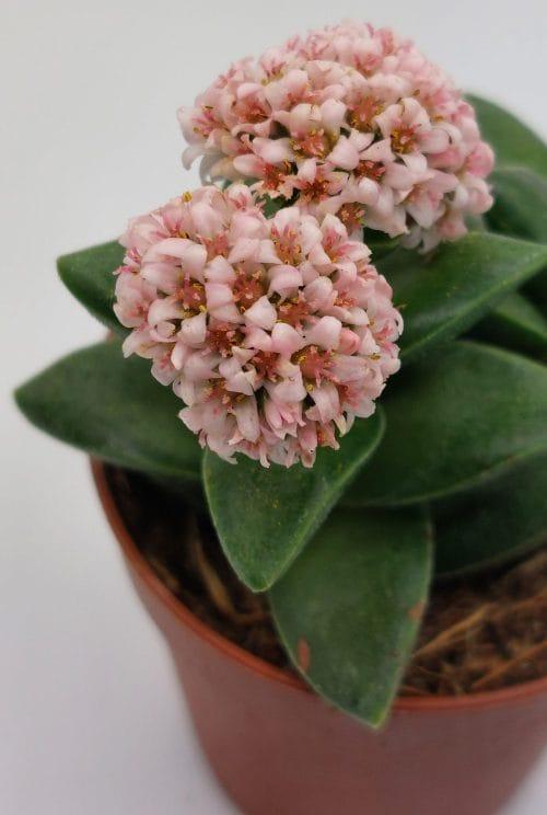 Crassula Springtime - Imagen 3