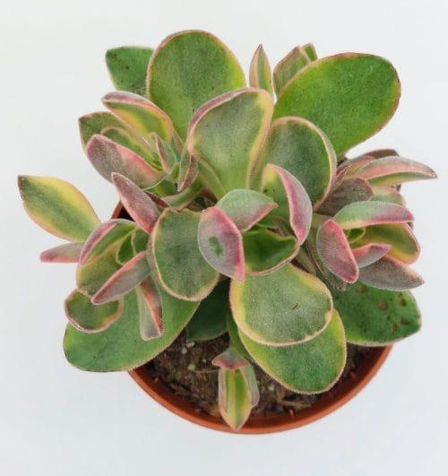 Crassula Moneymaker Variegata - Imagen 2