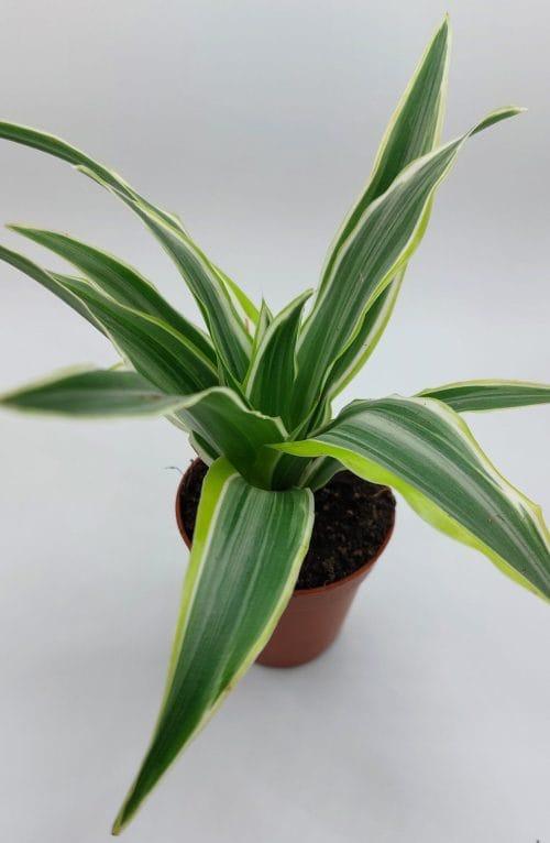 Dracaena fragrans compacta Surprise