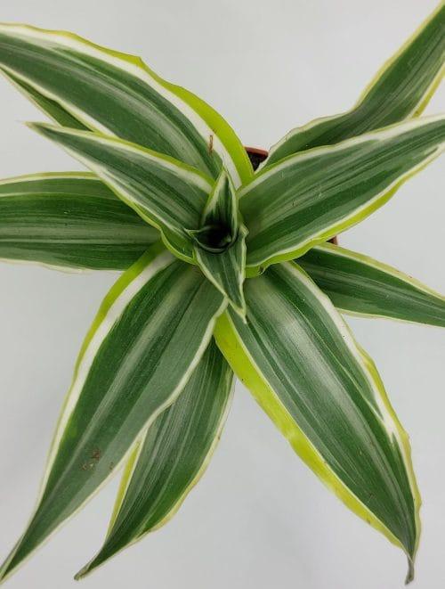 Dracaena fragrans compacta Surprise - Imagen 2