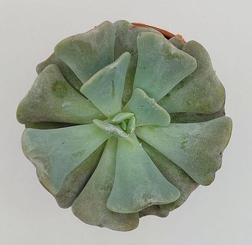 Echeveria Cubic Frost - Imagen 2