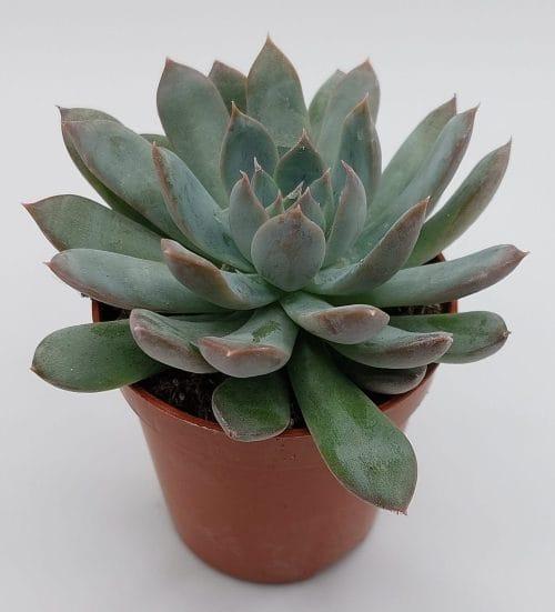 Echeveria Secunda