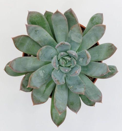 Echeveria Secunda - Imagen 2