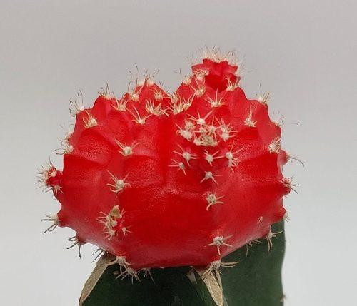 Gymnocalycium mihanovichii Japan - Imagen 5