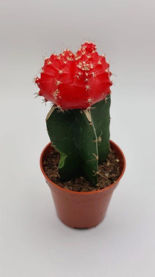 Gymnocalycium mihanovichii Japan - Imagen 2