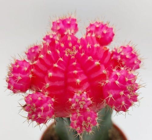 Gymnocalycium mihanovichii Japan - Imagen 6