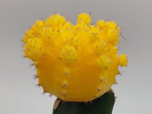 Gymnocalycium mihanovichii Japan - Imagen 4