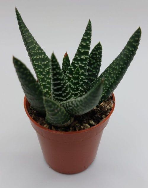 Haworthia Margaritifera