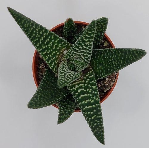 Haworthia Margaritifera - Imagen 2