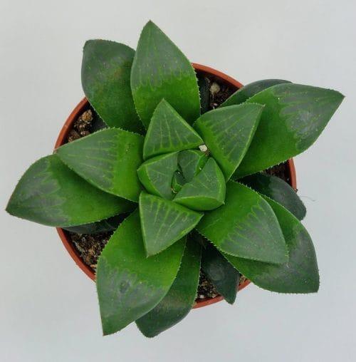 Haworthia Cooperii - Imagen 2