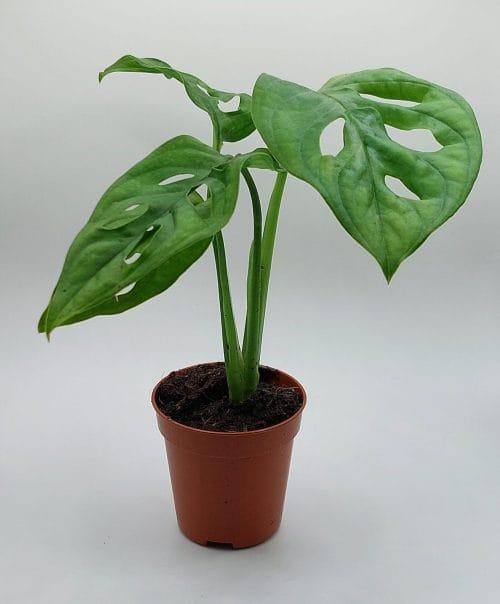 Monstera obliqua 'Monkey Leaf’