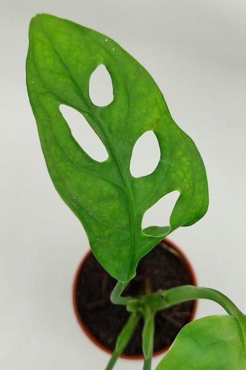 Monstera obliqua "Monkey Leaf" - Imagen 2