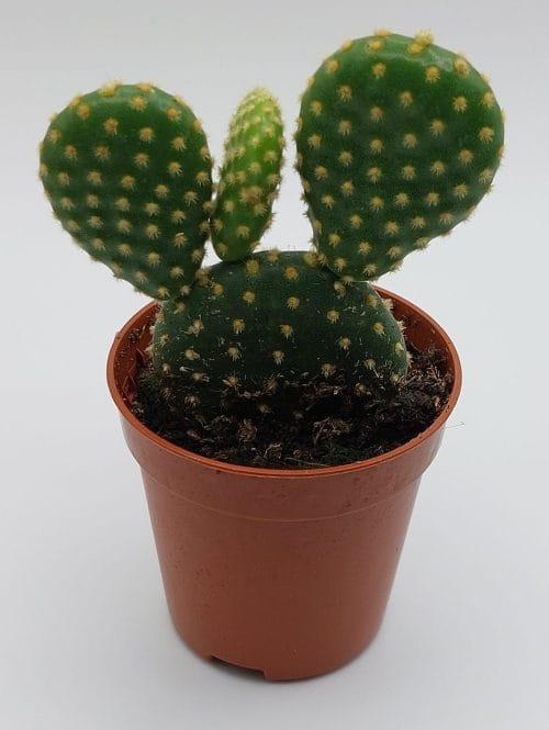 Opuntia microdasys