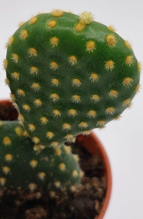 Opuntia microdasys - Imagen 2