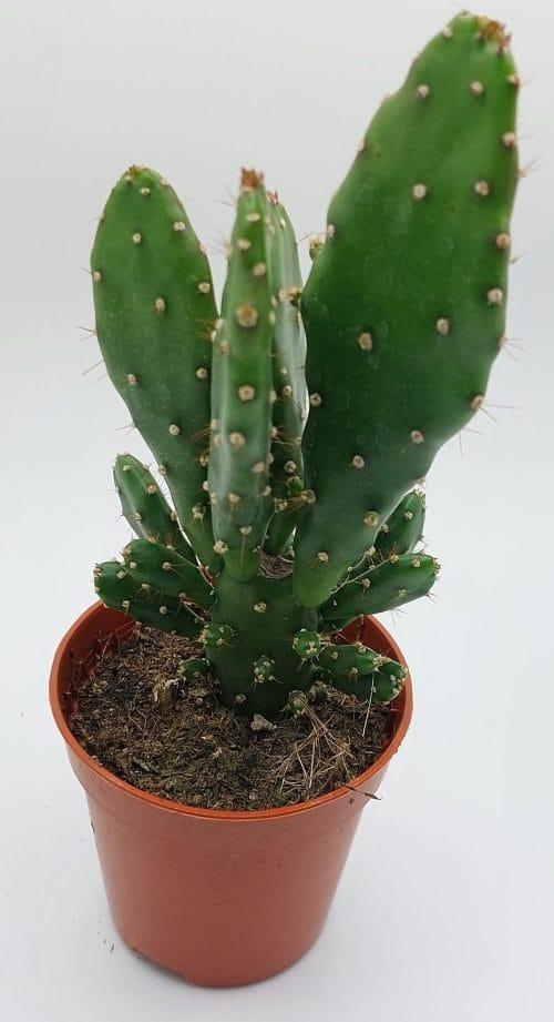 Opuntia monacantha