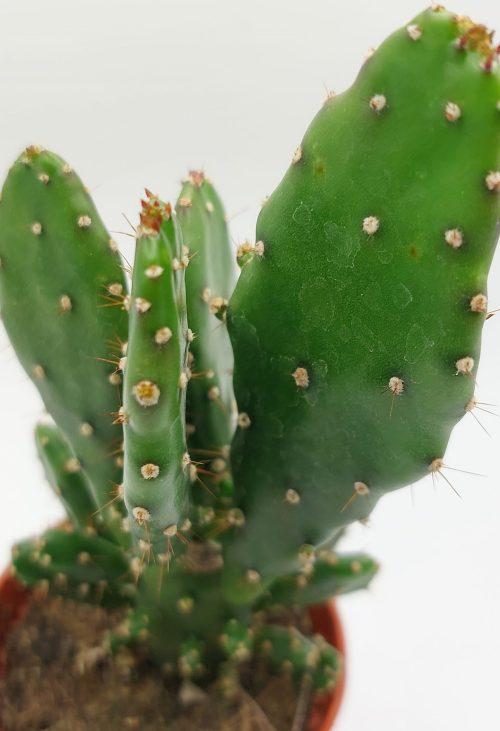 Opuntia monacantha - Imagen 2