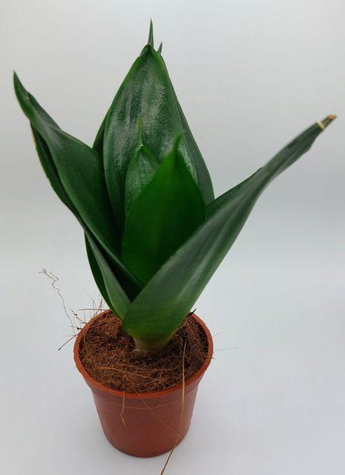 Sansevieria trifasciata Golden Hahnii Black