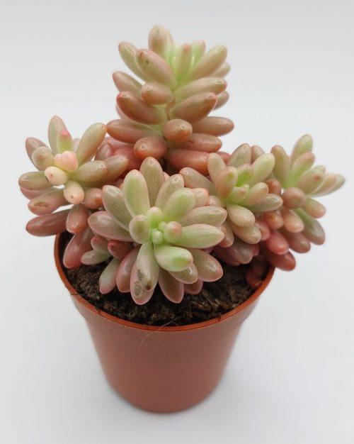 Sedum rubrotinctum Aurora