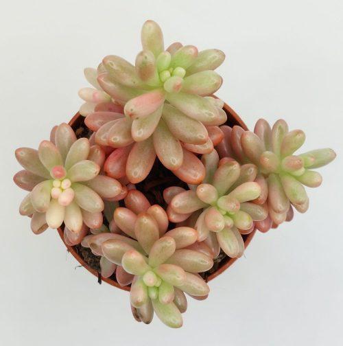 Sedum rubrotinctum Aurora - Imagen 2