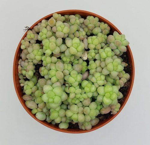 Sedum burrito - Imagen 2