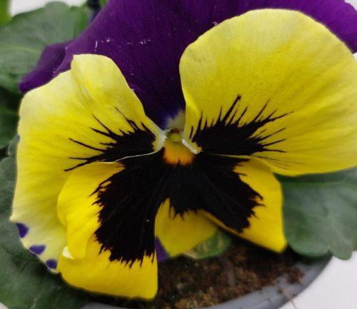 Viola F1 – La Selva de las Plantas