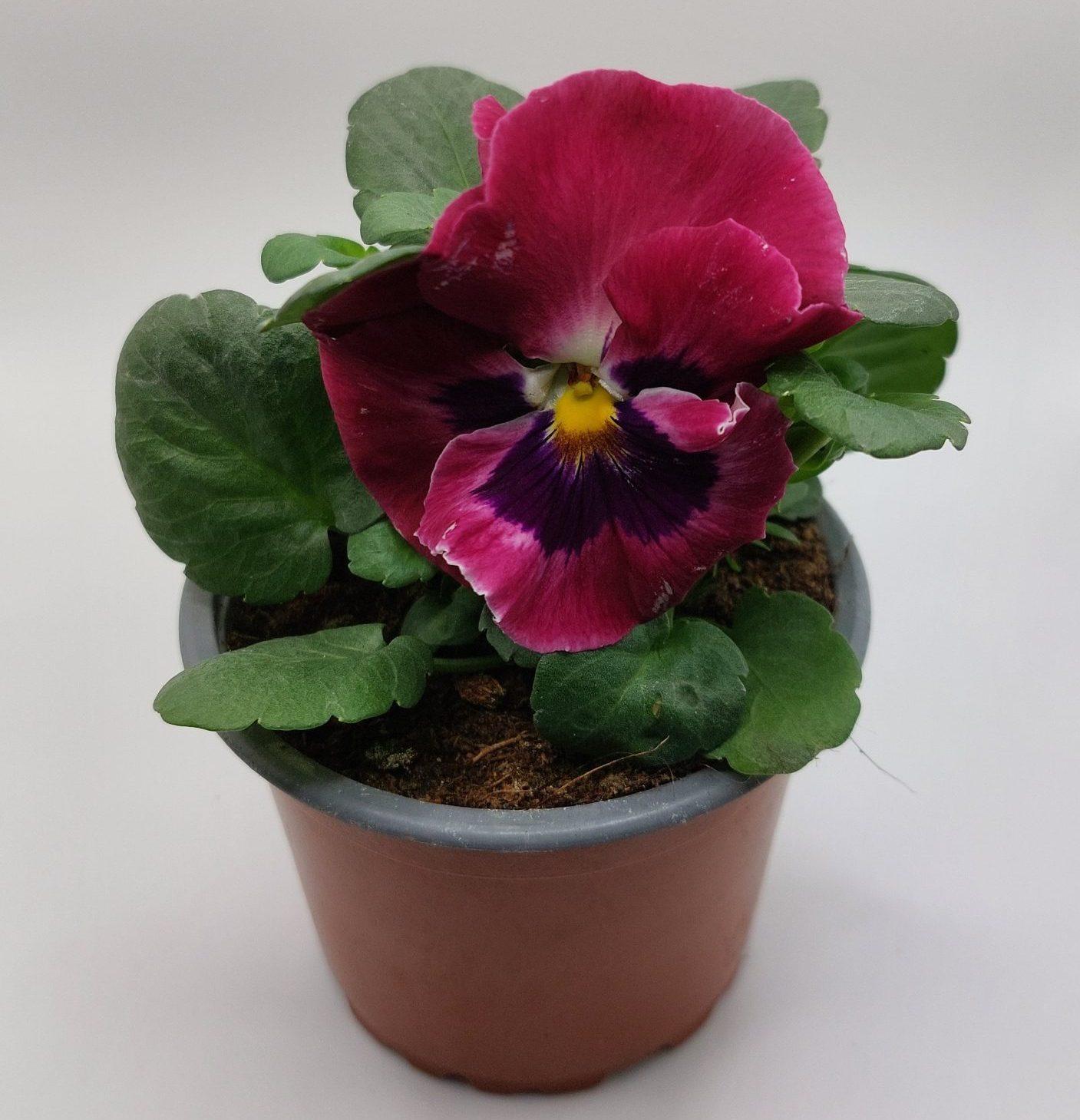 Viola F1 – La Selva de las Plantas