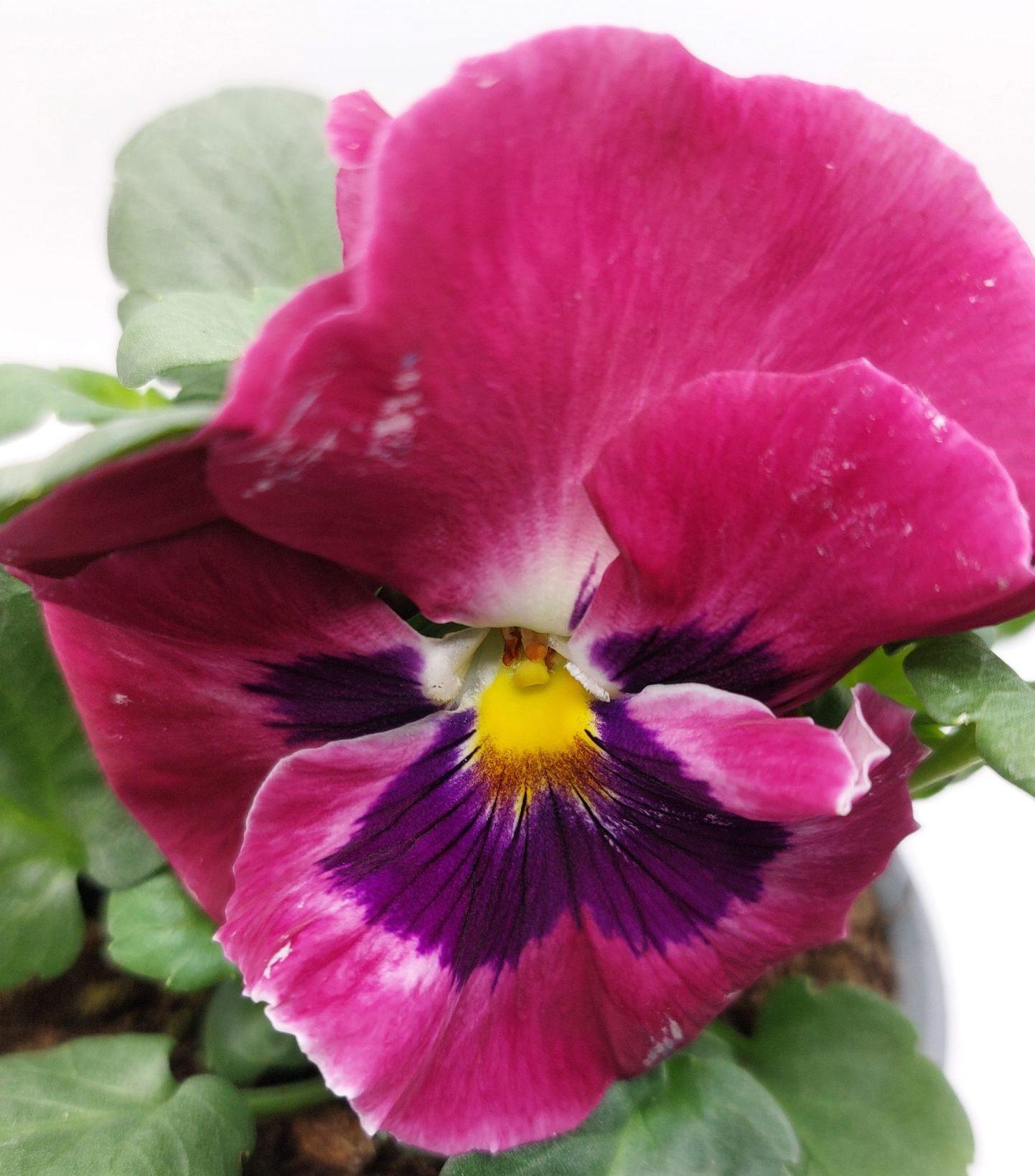 Viola F1 – La Selva de las Plantas