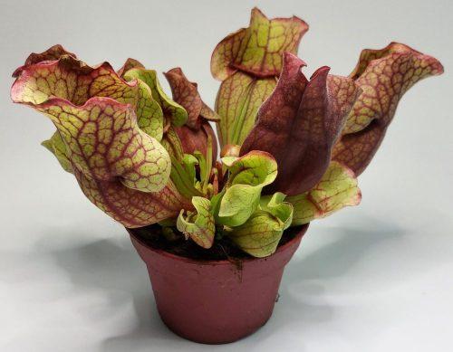 Sarracenia "Venosa"