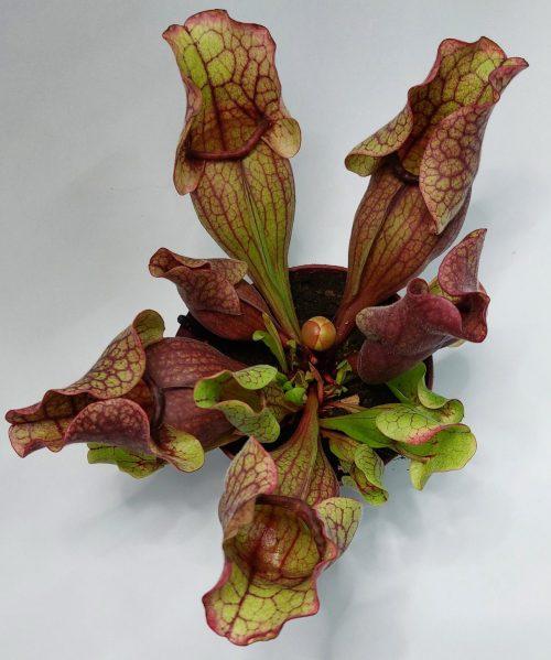 Sarracenia "Venosa" - Imagen 2