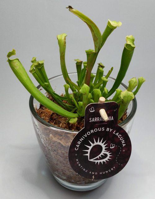 Sarracenia